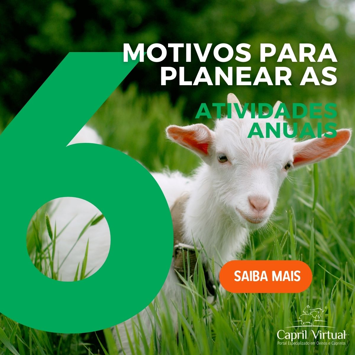 Planear as atividades do rebanho