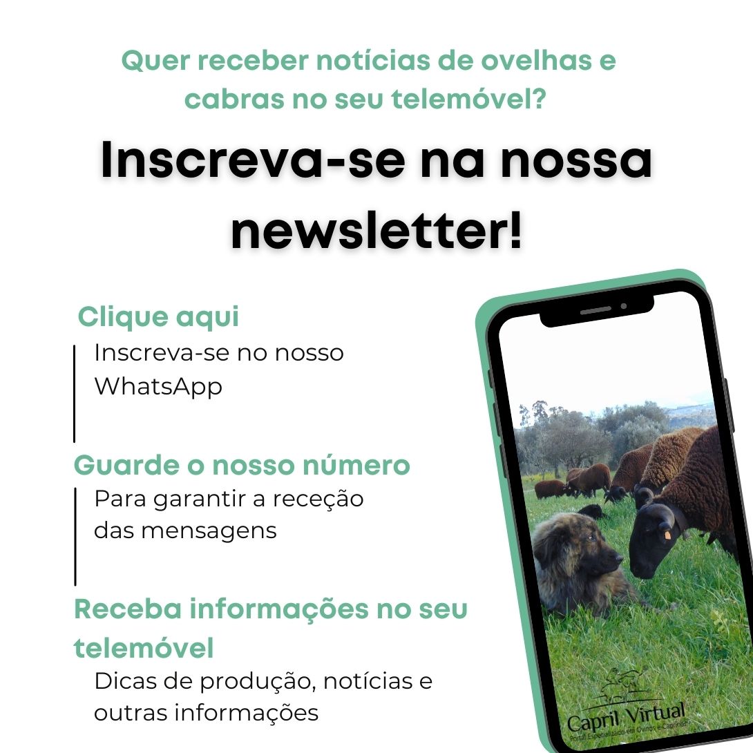 Receba por WhatsApp as novidades do Portal Capril Virtual - Especializado em Ovinos e Caprinos