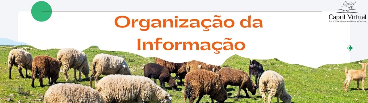 Organização da Informação